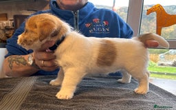 Jack Russell dogs for sale: Pedigree Jack Russell Terriers - Image 27