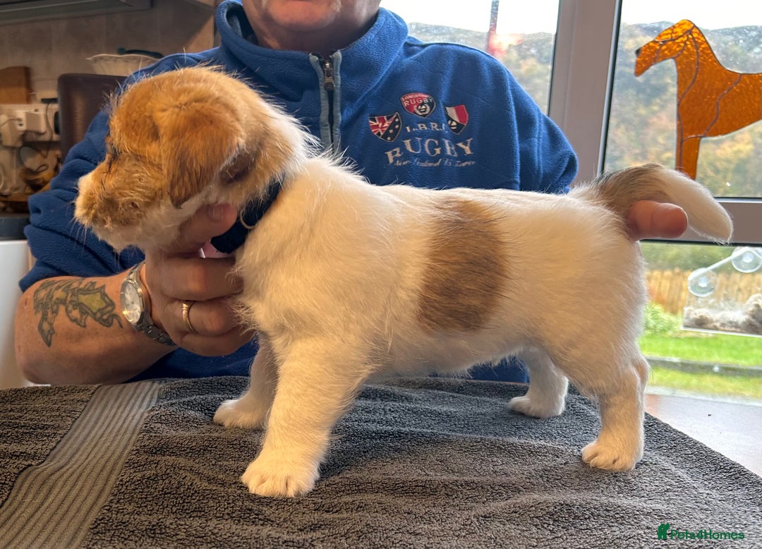 Jack Russell dogs for sale: Pedigree Jack Russell Terriers - Image 27