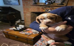 Mixed Breed dogs for sale: Gorgeous cavachon cocker spaniel puppies - Image 6