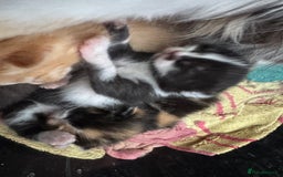 Mixed Breed cats for sale: Kittens - Image 3