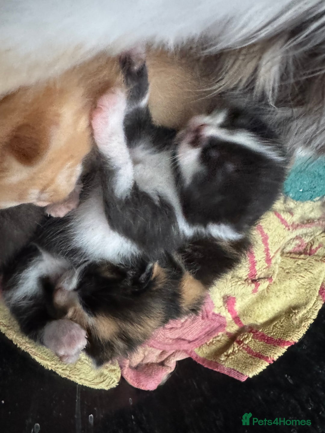 Mixed Breed cats for sale: Kittens - Image 3
