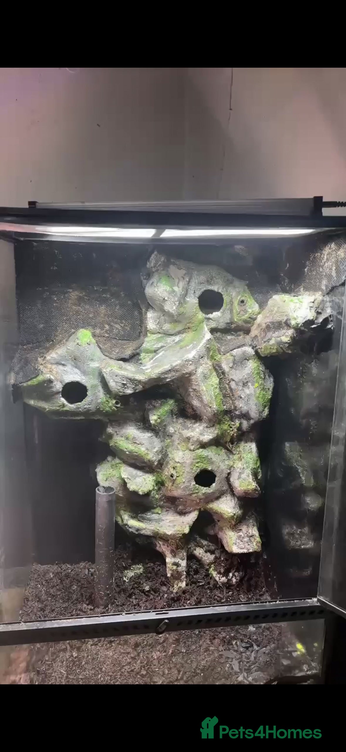 Gecko reptiles Exo terra 60x45x90  £150 - Advert 14