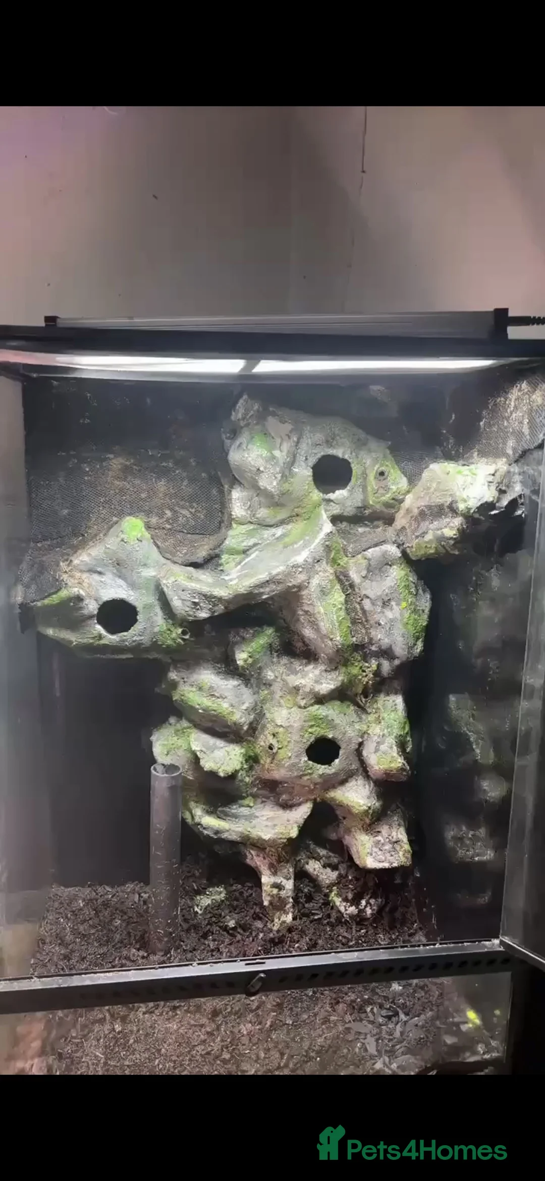 Gecko reptiles for sale: £100 quick sell Exo terra 60x45x90  - Advert 1