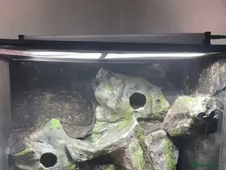 Gecko reptiles Exo terra 60x45x90 £150 - Advert 14