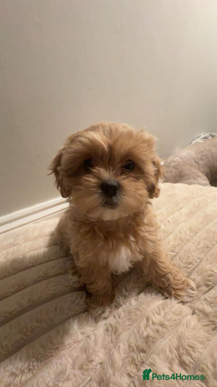 Shihpoo dogs Shihpoo girl available - Advert 7