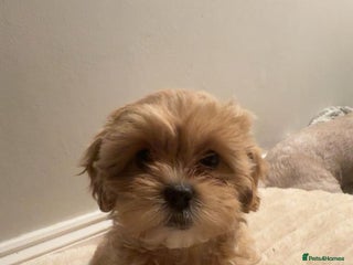 Shihpoo dogs Shihpoos girls available - Advert 3