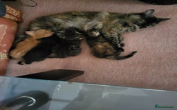 Domestic Shorthair cats for sale: KITTENS FOR ADOPTION 0£ - Image 5