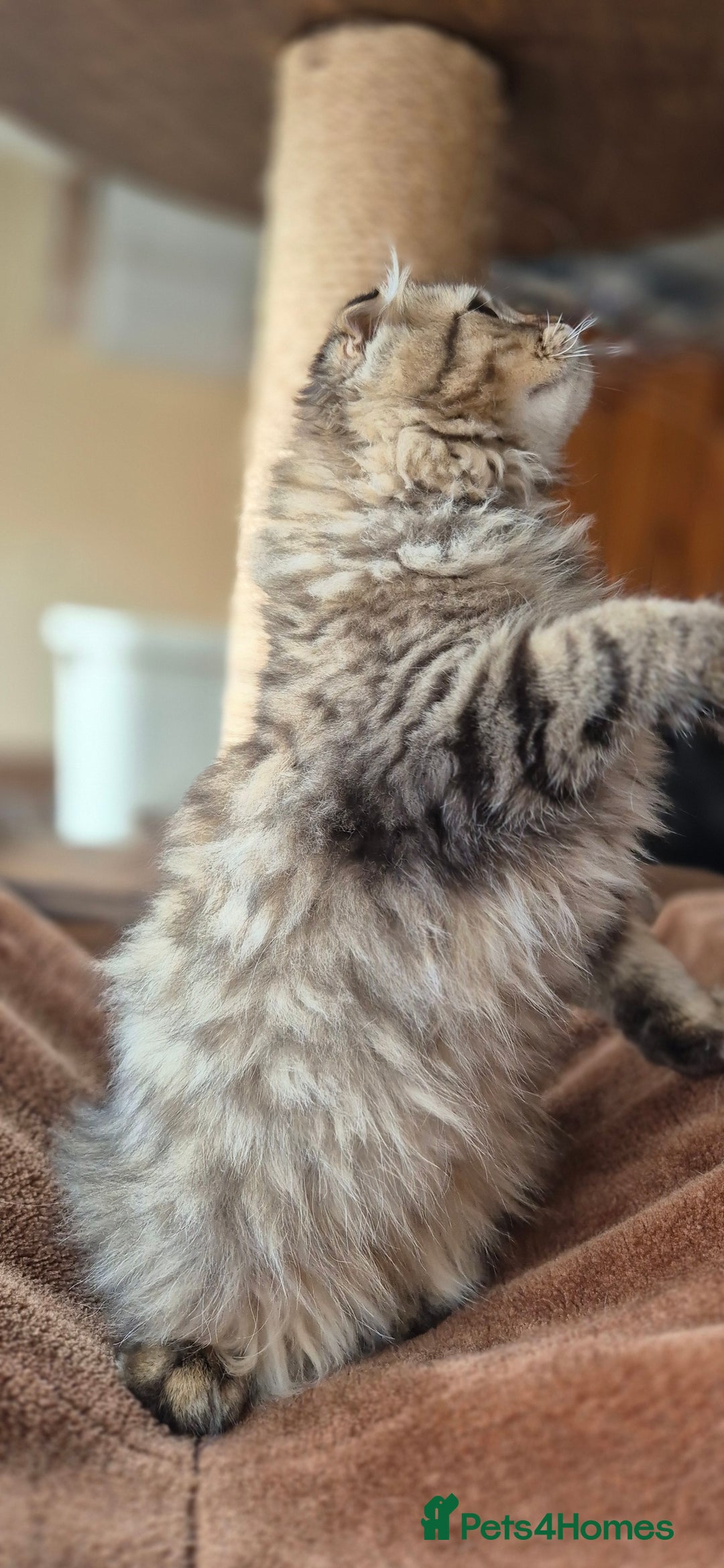Scottish Fold cats for sale: 2 boys left! TICA registered Scottish Fold - Image 35