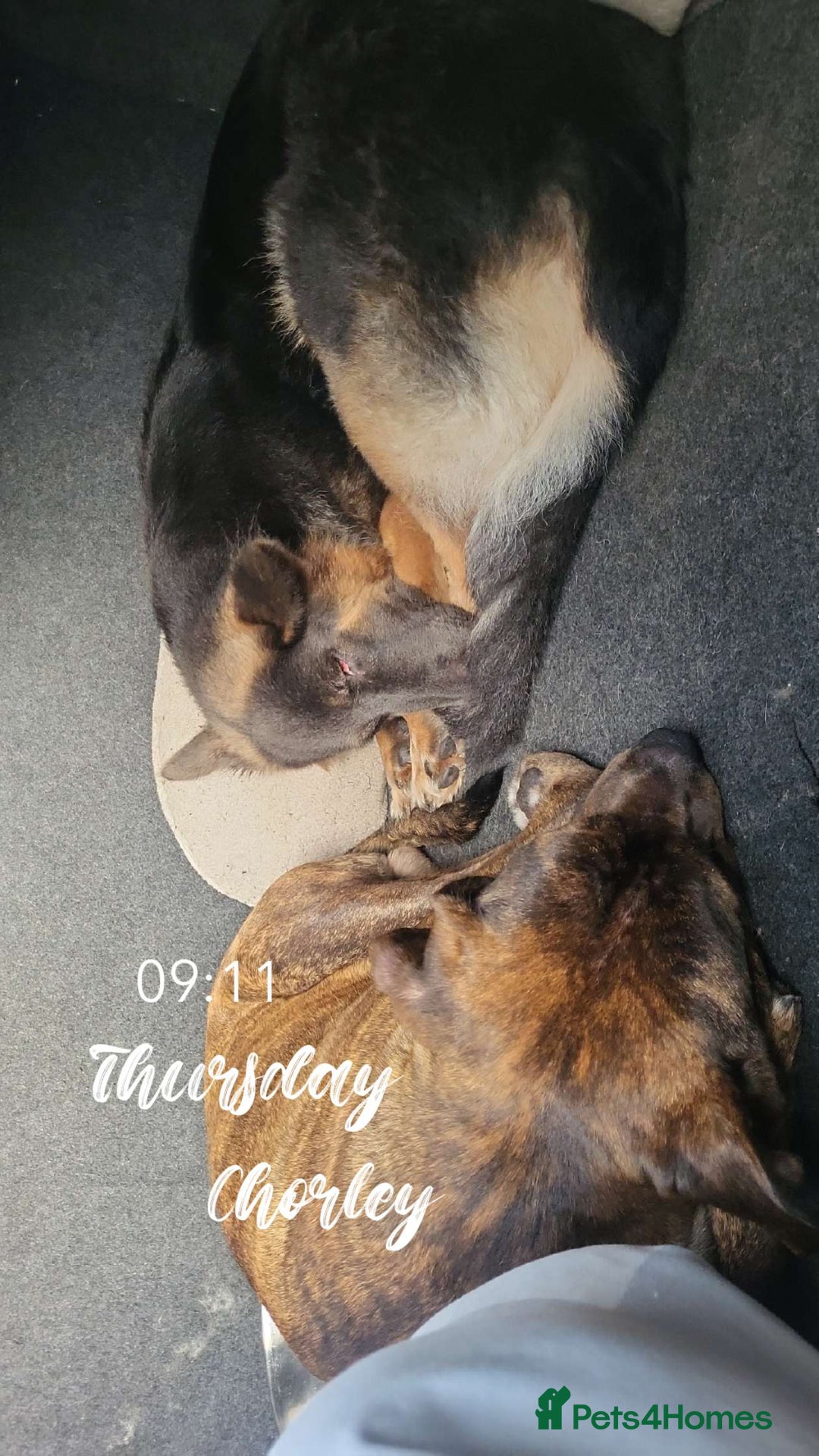 Mixed Breed dogs for sale: 8month old male - Image 3