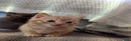 Mixed Breed cats for sale: Adorable Kittens Looking for Their Forever Homes - Advert 24