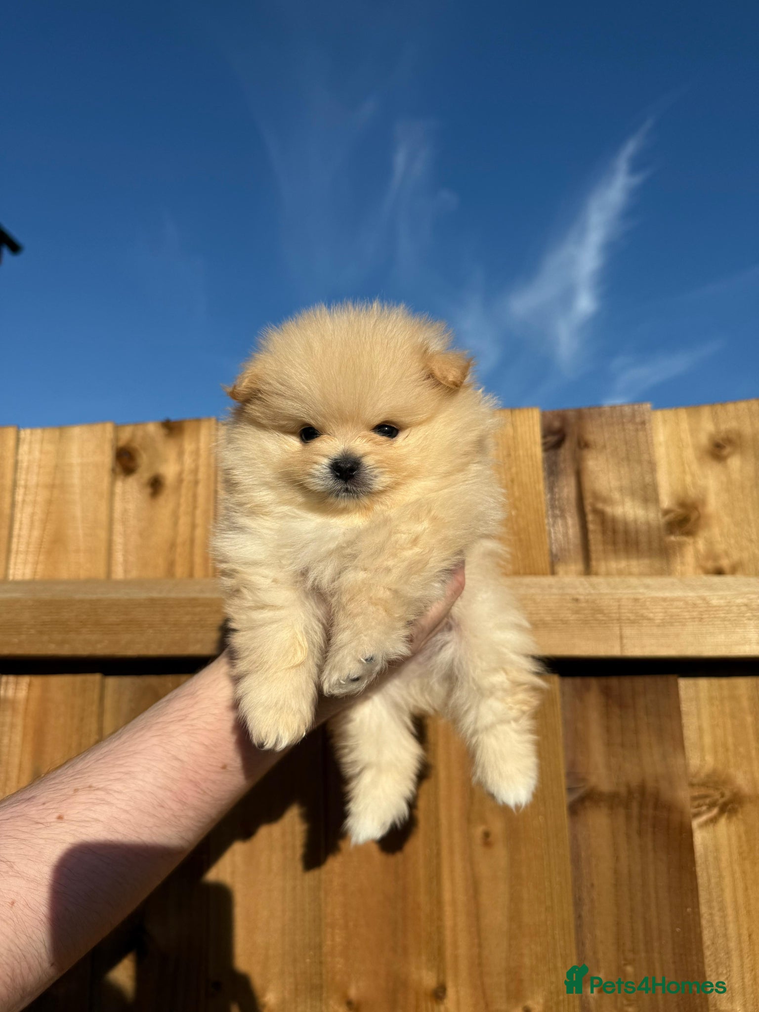 Pomeranian dogs Pure-Breed Mini Pomeranians  - Advert 11