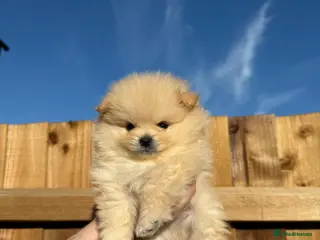 Pomeranian dogs Pure-Breed Mini Pomeranians - Advert 11