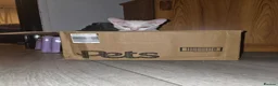 Devon Rex cats for sale: Devon rex cross in Oldbury - Advert 6