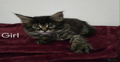Maine Coon cats - Advert 5