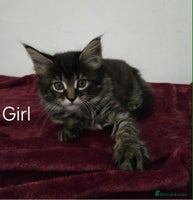 Maine Coon cats - Advert 2
