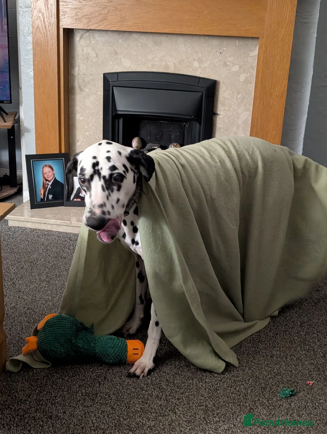Dalmatian dogs for sale: 9 year old dalmatian  in Pontefract - Advert 5