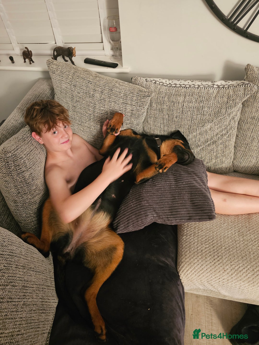 Rottweiler dogs for sale: Beautiful Rottweiler  - Image 8