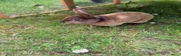 Rex rabbits for sale: Chocolate brown mini rex in Tonbridge - Advert 4