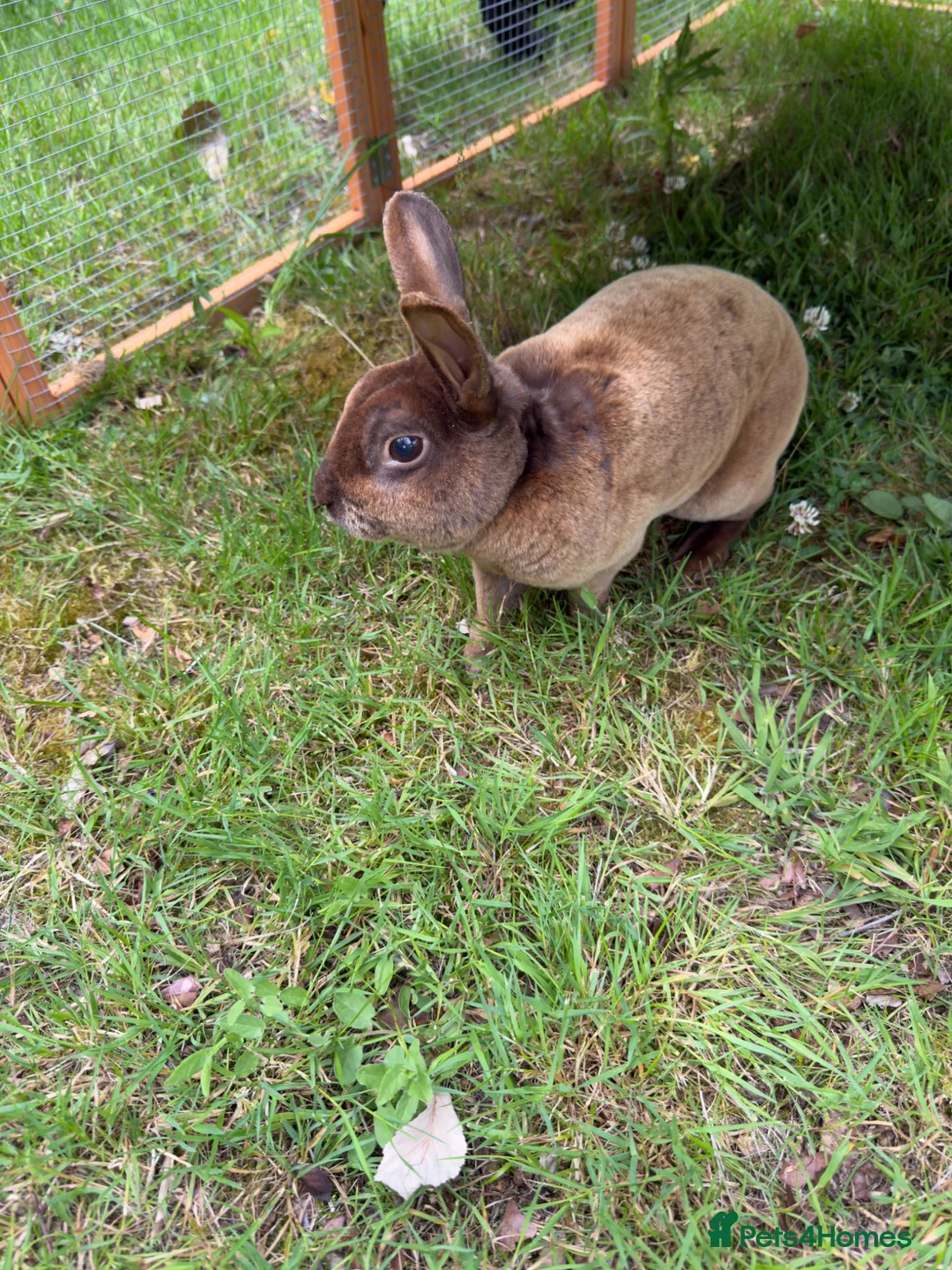 Rex rabbits for sale: Chocolate brown mini rex in Tonbridge - Advert 4