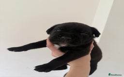 Cane Corso dogs for sale: Cane Corso pups - Image 17