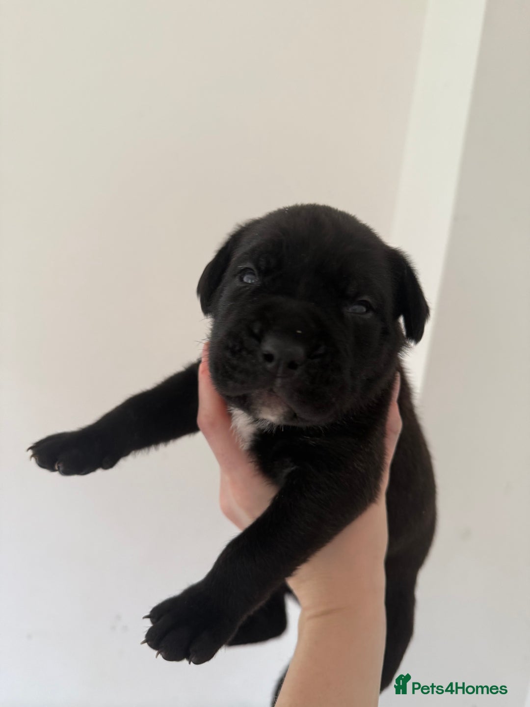 Cane Corso dogs for sale: Cane Corso pups - Image 17