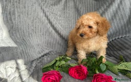 Miniature Poodle dogs for sale: Beautiful red small sized miniature poodle boy ✨💙 - Image 9