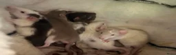 Guinea Pig rodents for sale: Rats and Budgies for sale - Advert 3