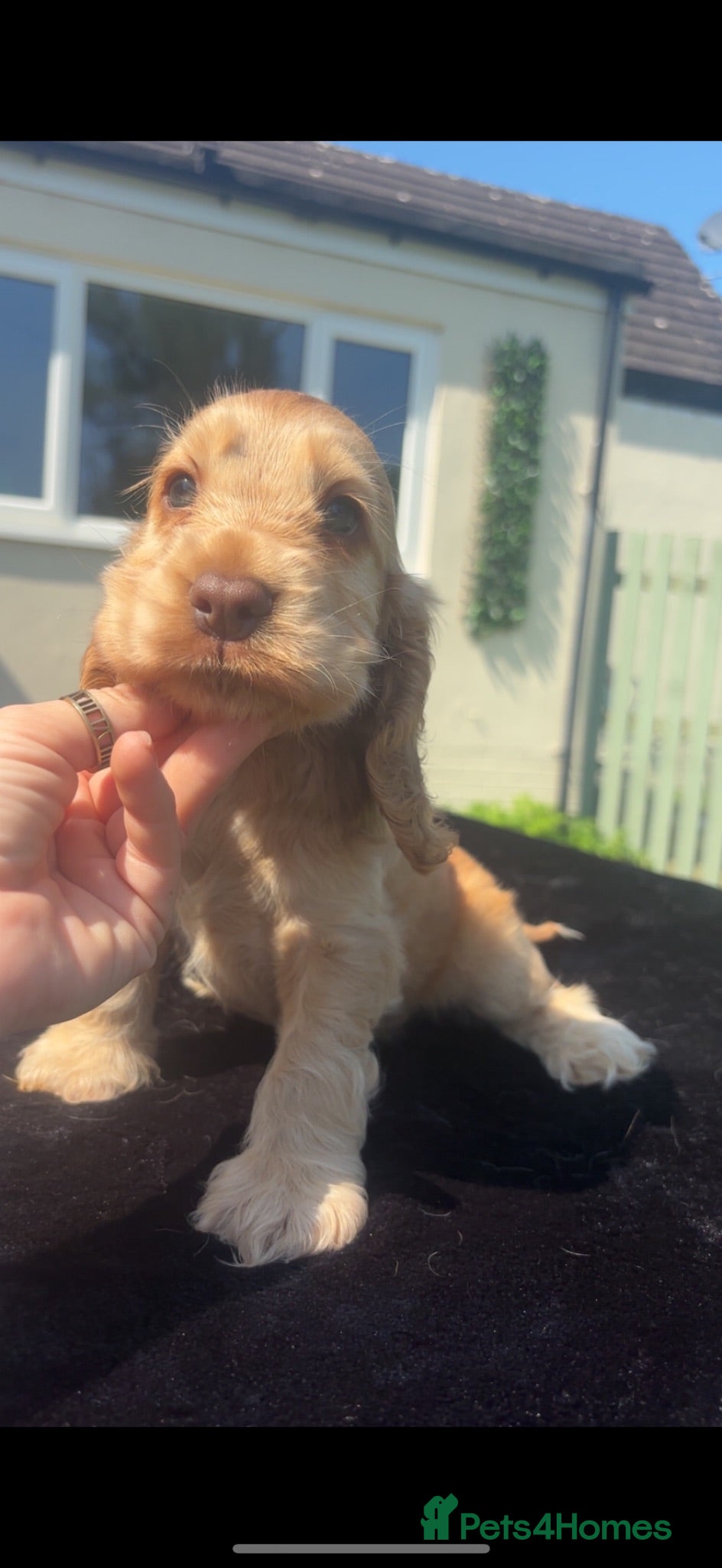 Cocker Spaniel dogs KC Registered Sable Show cocker spaniels  - Advert 2