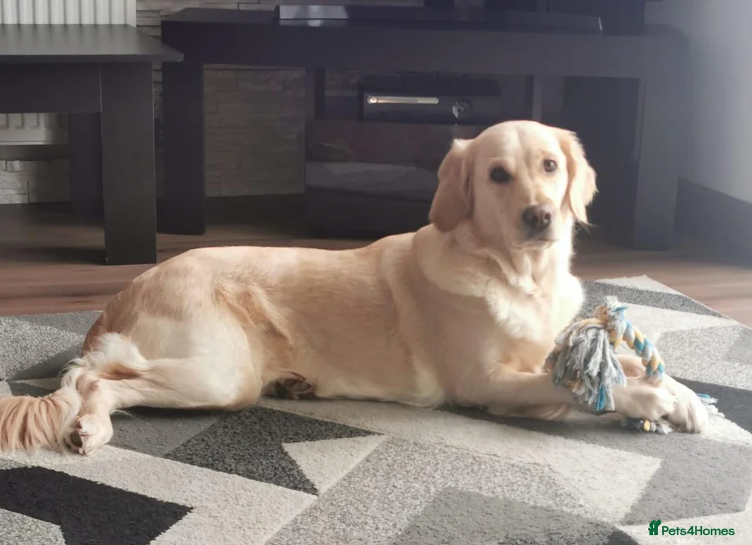 Golden Retriever dogs for sale: Beautiful golden retriever puppies for sale - Advert 10