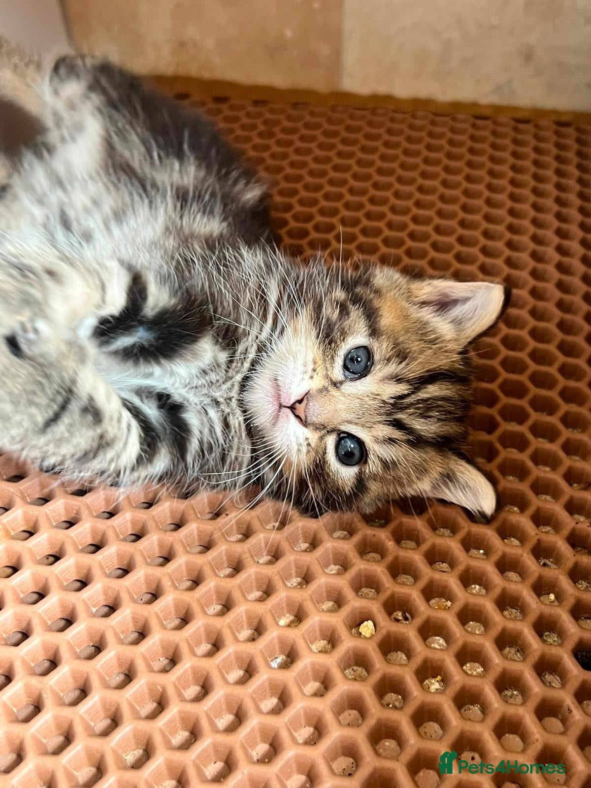 Domestic Shorthair cats 🐾 Rescue Kittens Looking for Forever Homes - Advert 9
