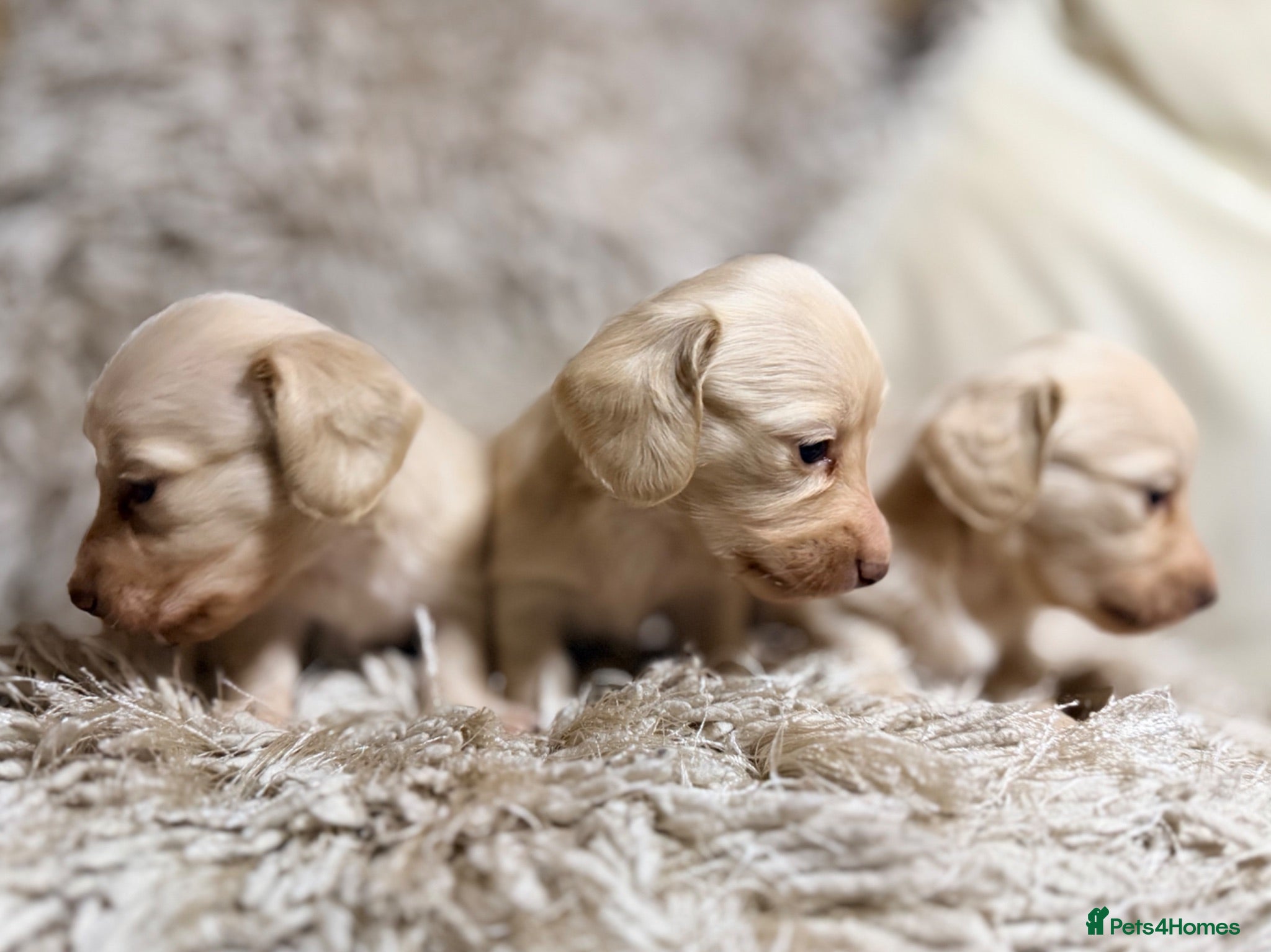 Miniature Dachshund dogs KC Longhaired Cream Miniature Dachshund Puppies - Advert 2