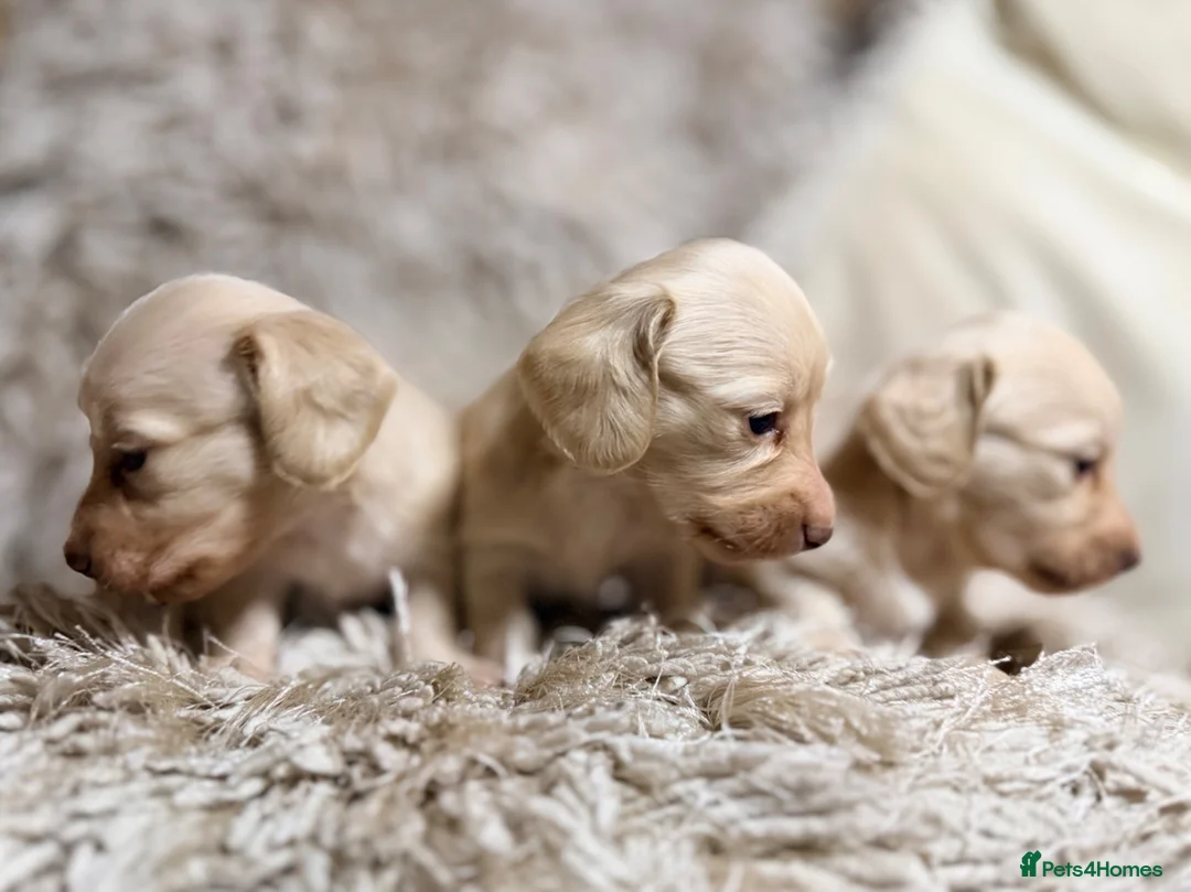 Miniature Dachshund dogs for sale: KC Longhaired Cream Miniature Dachshund Puppies - Advert 2