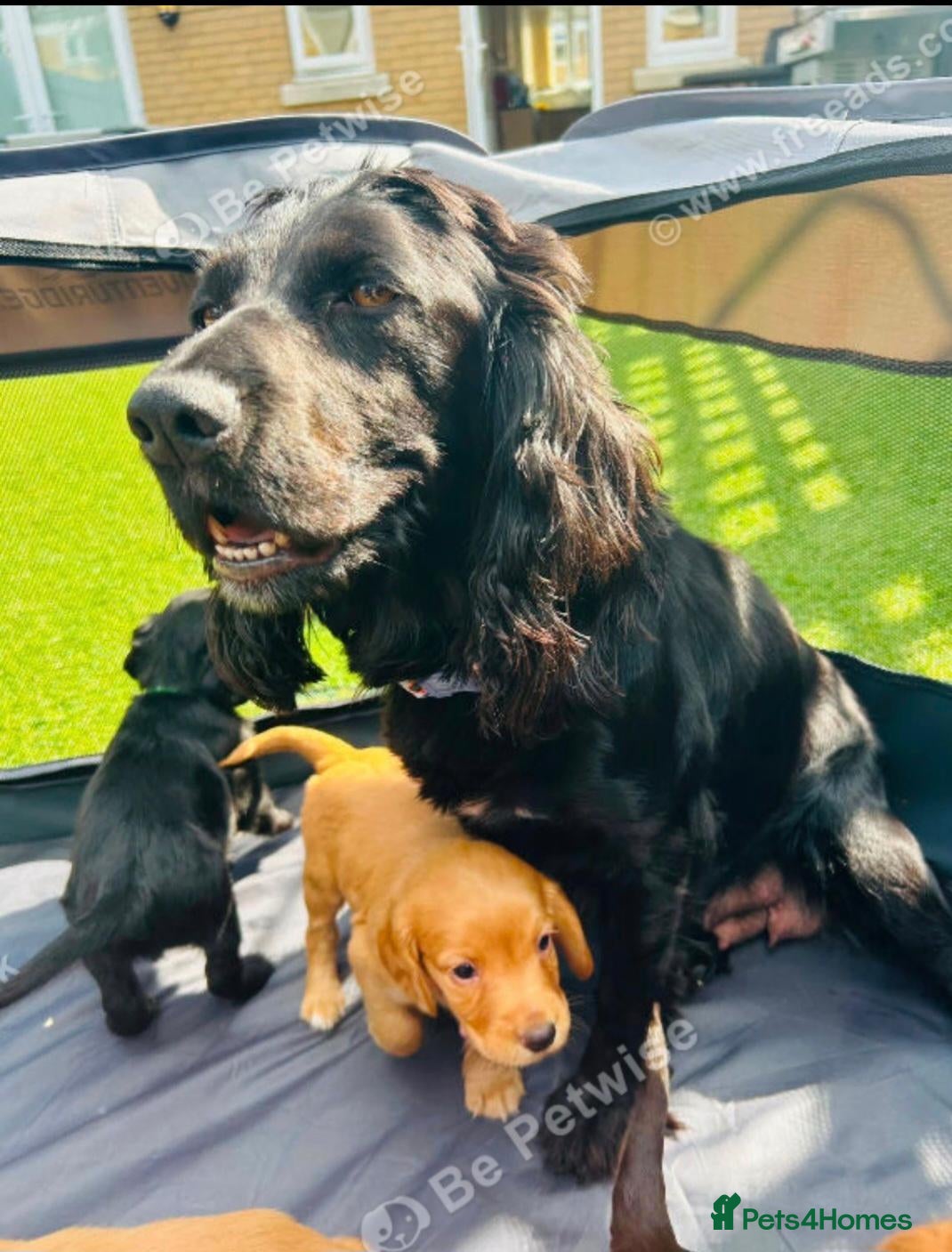 Cocker Spaniel dogs Cocker spaniel puppy - Advert 1