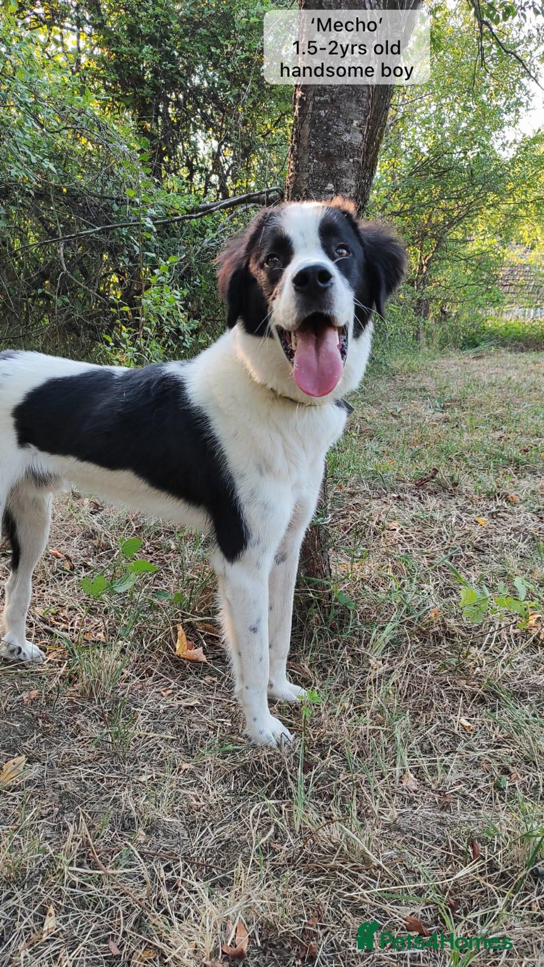 Mixed Breed dogs for adoption: Mecho, 1.5-2 yrs old. Available for adoption. - Image 8