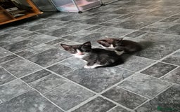Mixed Breed cats for sale: Fluffy kittens - Image 3