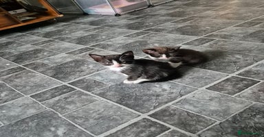 Mixed Breed cats - Advert 2