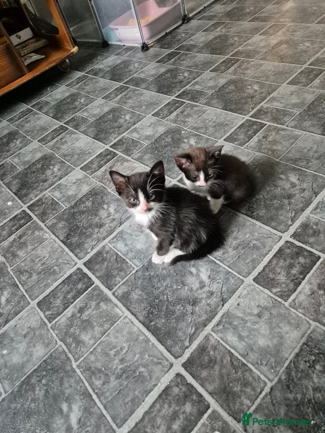 Mixed Breed cats for sale: Fluffy kittens - Image 3