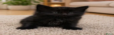 Mixed Breed Kitten 1
