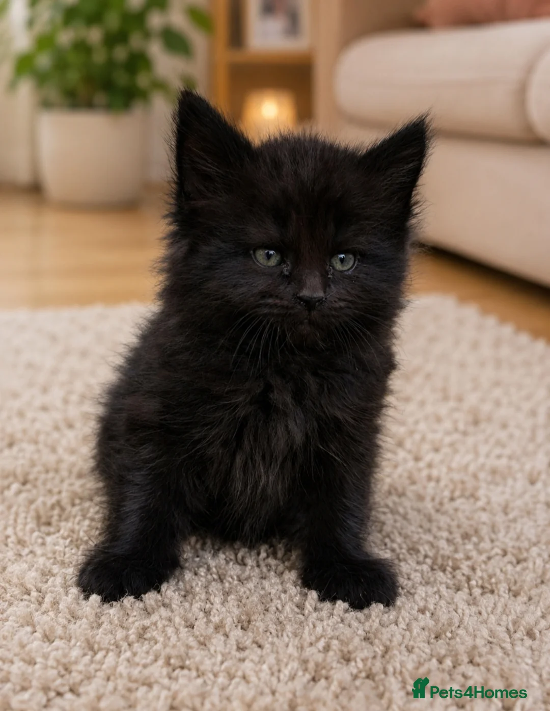 Mixed Breed cats for sale: Beautiful kitten  - Advert 4