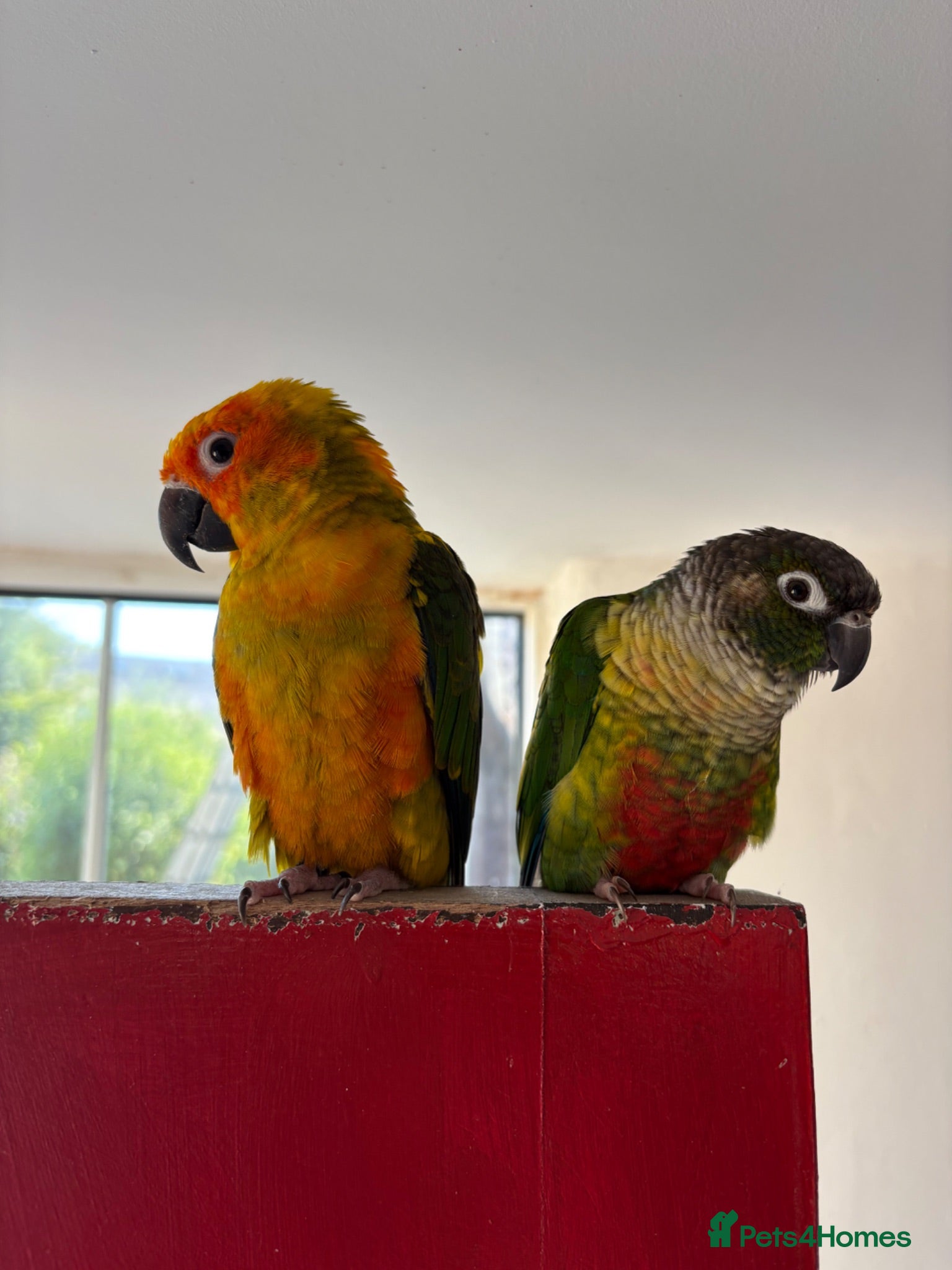 Conures birds Pair of conures looking for a new home - Advert 2