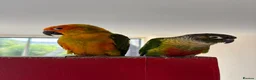 Conures birds for sale: Pair of conures looking for a new home in Bideford - Advert 1