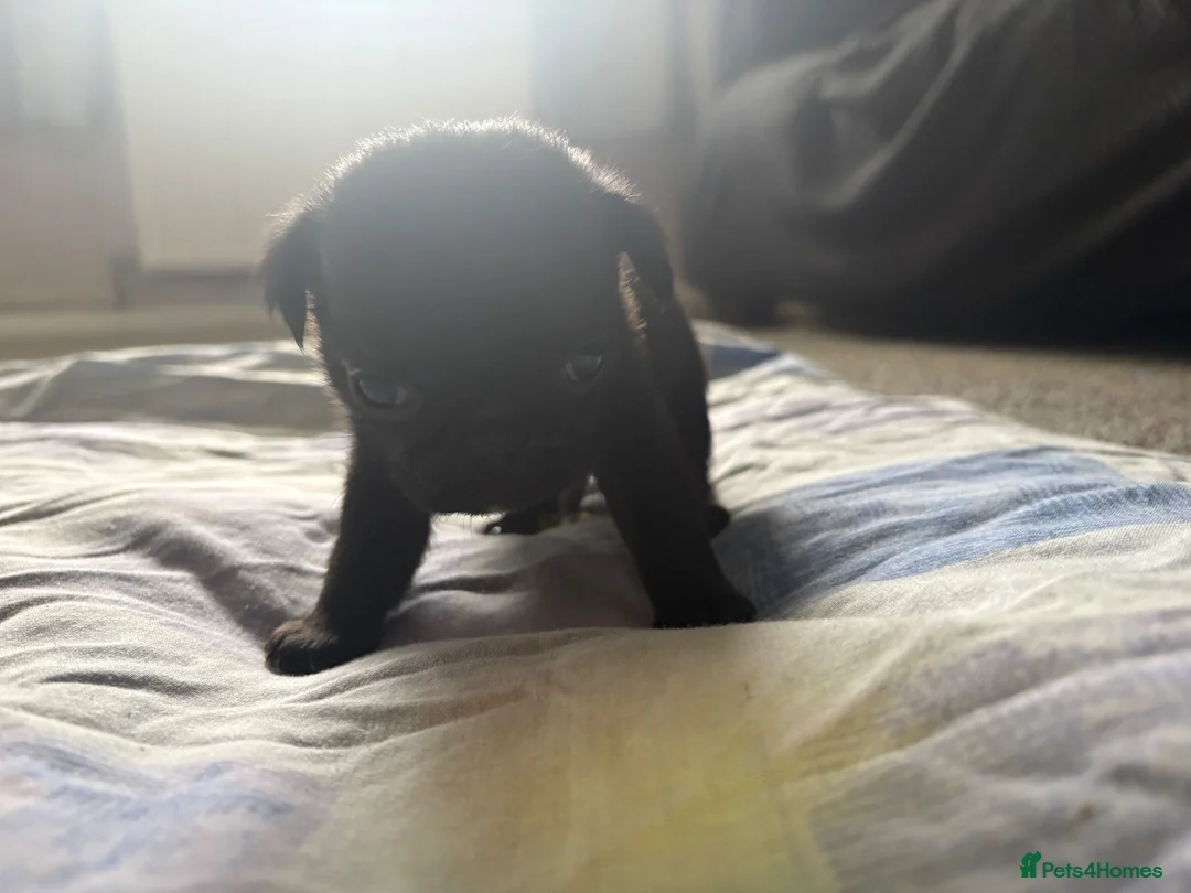 Pug dogs for sale: BEAUTIFUL PUG PUPPIES – NOW AVAILABLE TO RESERVE - Advert 13