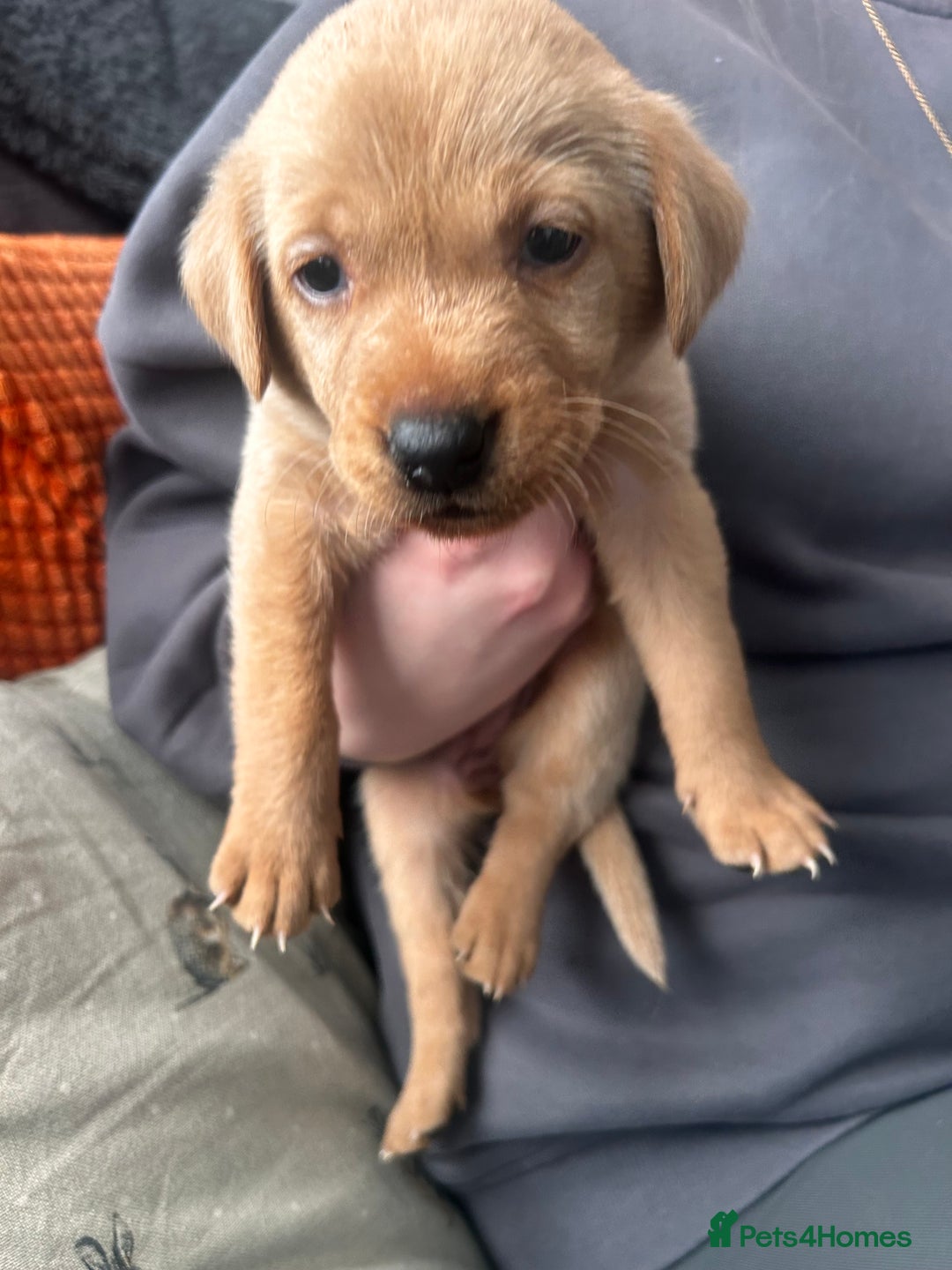 Labrador Retriever dogs for sale: Red fox Labrador puppies  - Advert 30