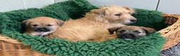 Mixed Breed dogs for sale: Border Terrier x Norfolk - Advert 12