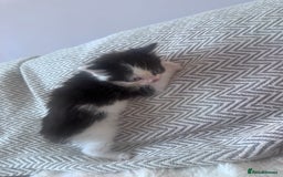 Mixed Breed cats for sale: Mix breed kittens  - Image 11