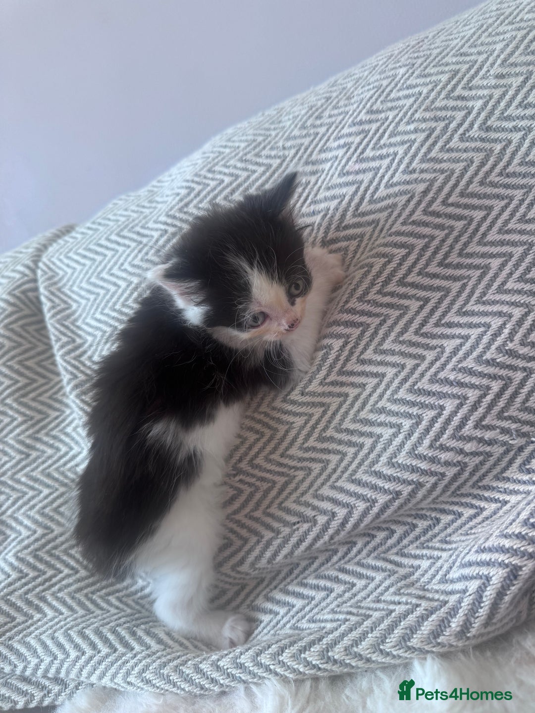 Mixed Breed cats for sale: Mix breed kittens  - Image 11
