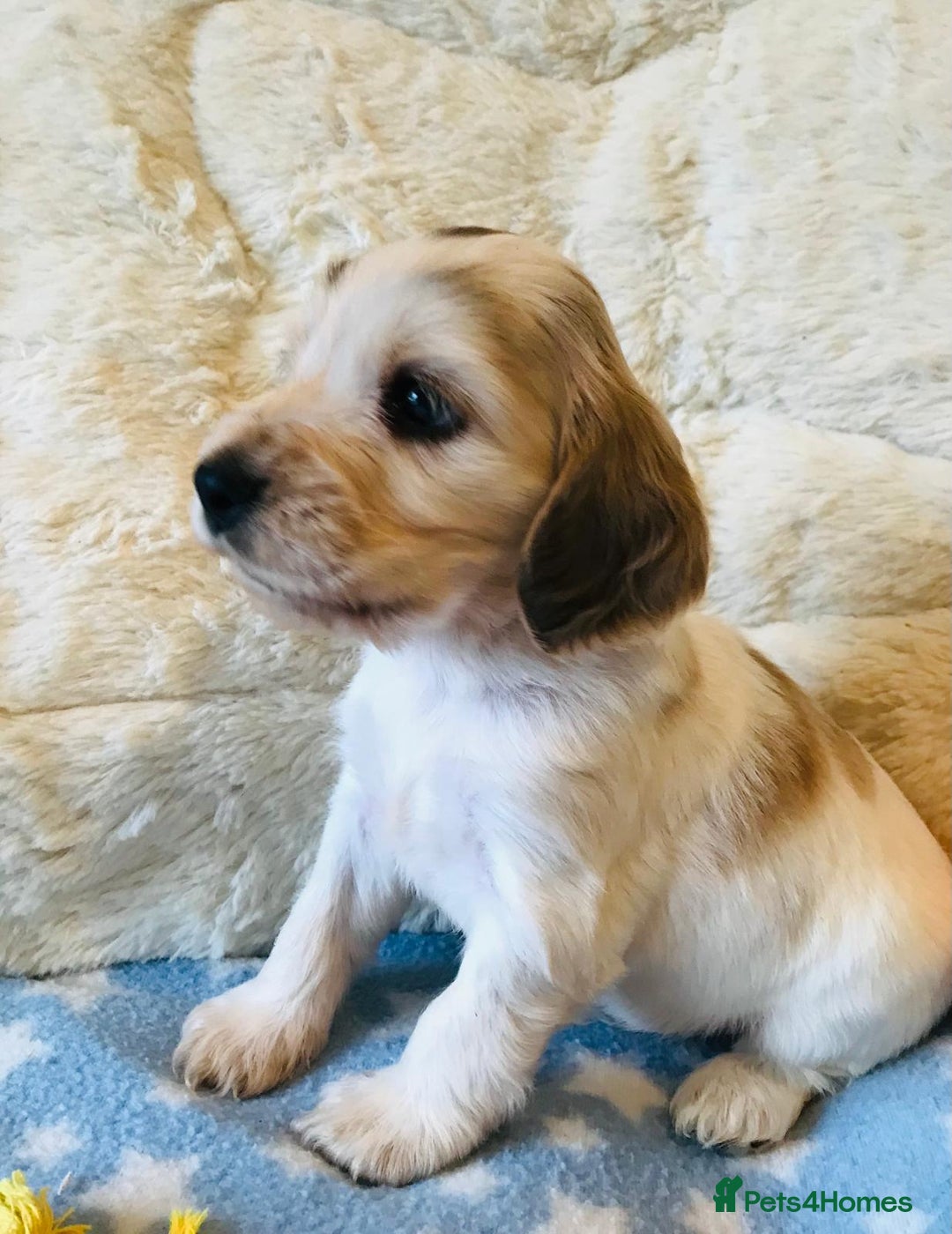 Cocker Spaniel dogs for sale: Show Type Health Tested, KC Reg puppies  - Image 8