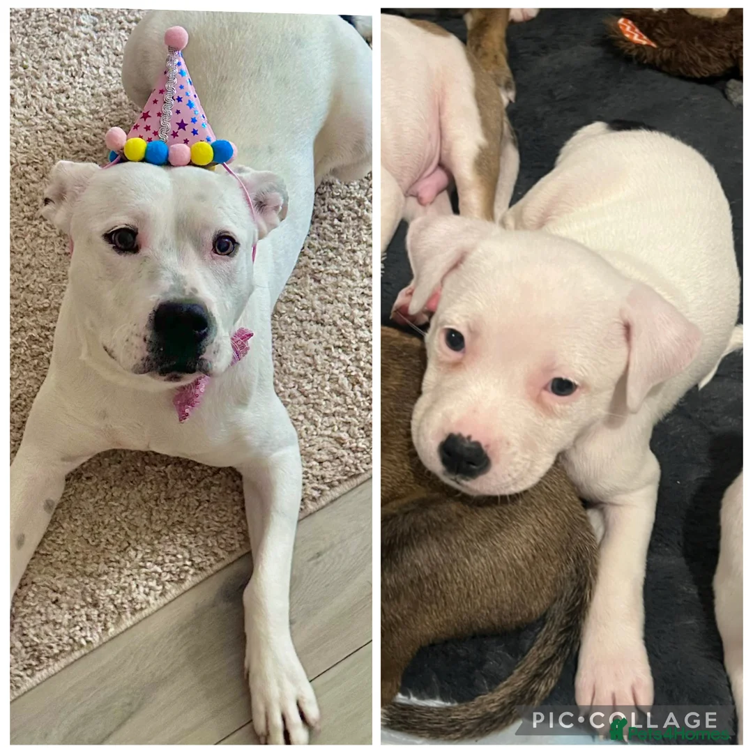 Mixed Breed dogs for sale: Daphne  - Advert 3