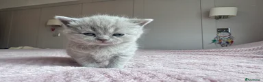 British Shorthair Kitten 4
