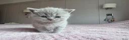 British Shorthair cats for sale: Adorable British Shorthair Kittens Lilac and Blue in Waltham Cross - Advert 3